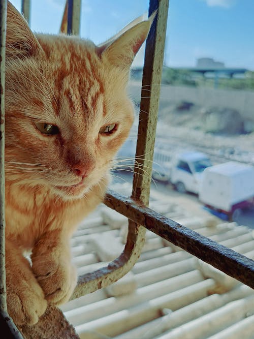 açık hava, arka fon, bakmak içeren Ücretsiz stok fotoğraf