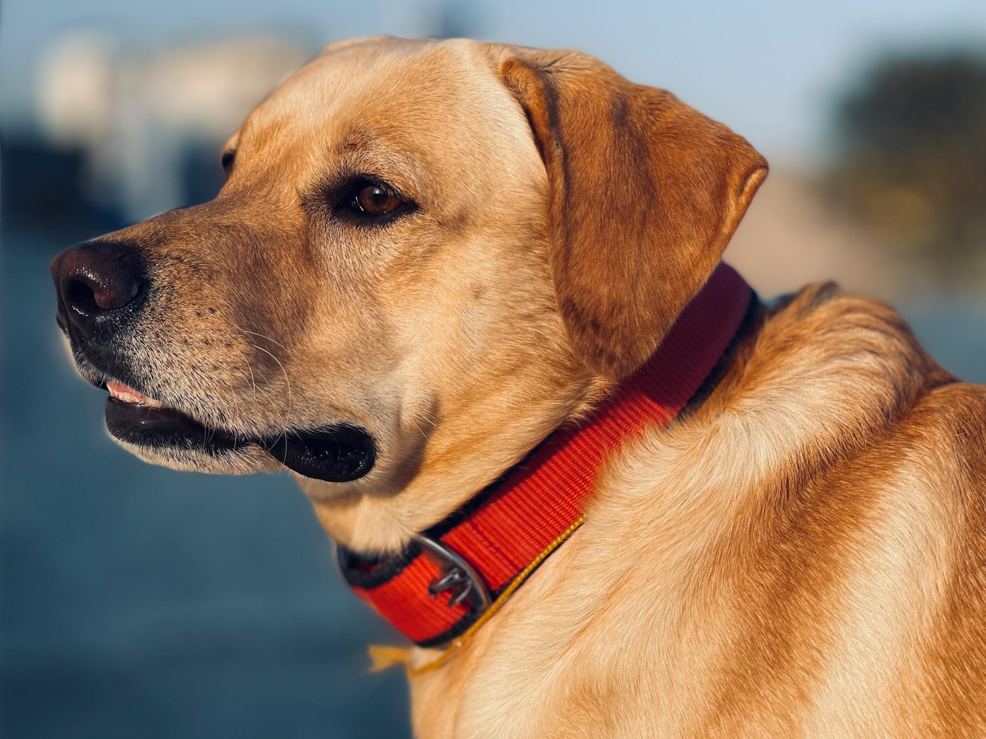 Close-up of a Labrador Retriever with a Red Collar Standing in Sunlight