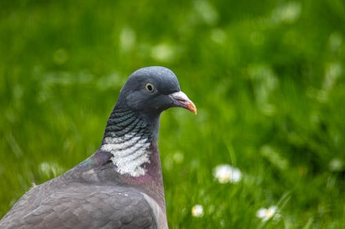 フィールド, 動物の写真, 夏の無料の写真素材