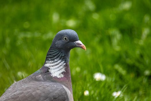 Close-up of a Pigeon Standing on a Meadow 