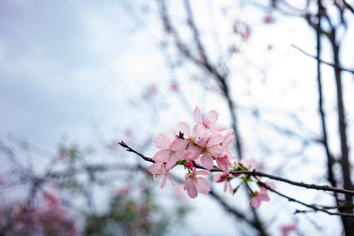 Free Close-up of pink cherry blossoms on a branch against a soft sky backdrop. Stock Photo