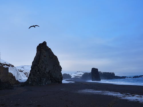 Free stock photo of beach, birds, black sand beach