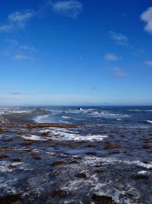 Free stock photo of beach, birds, black sand beach