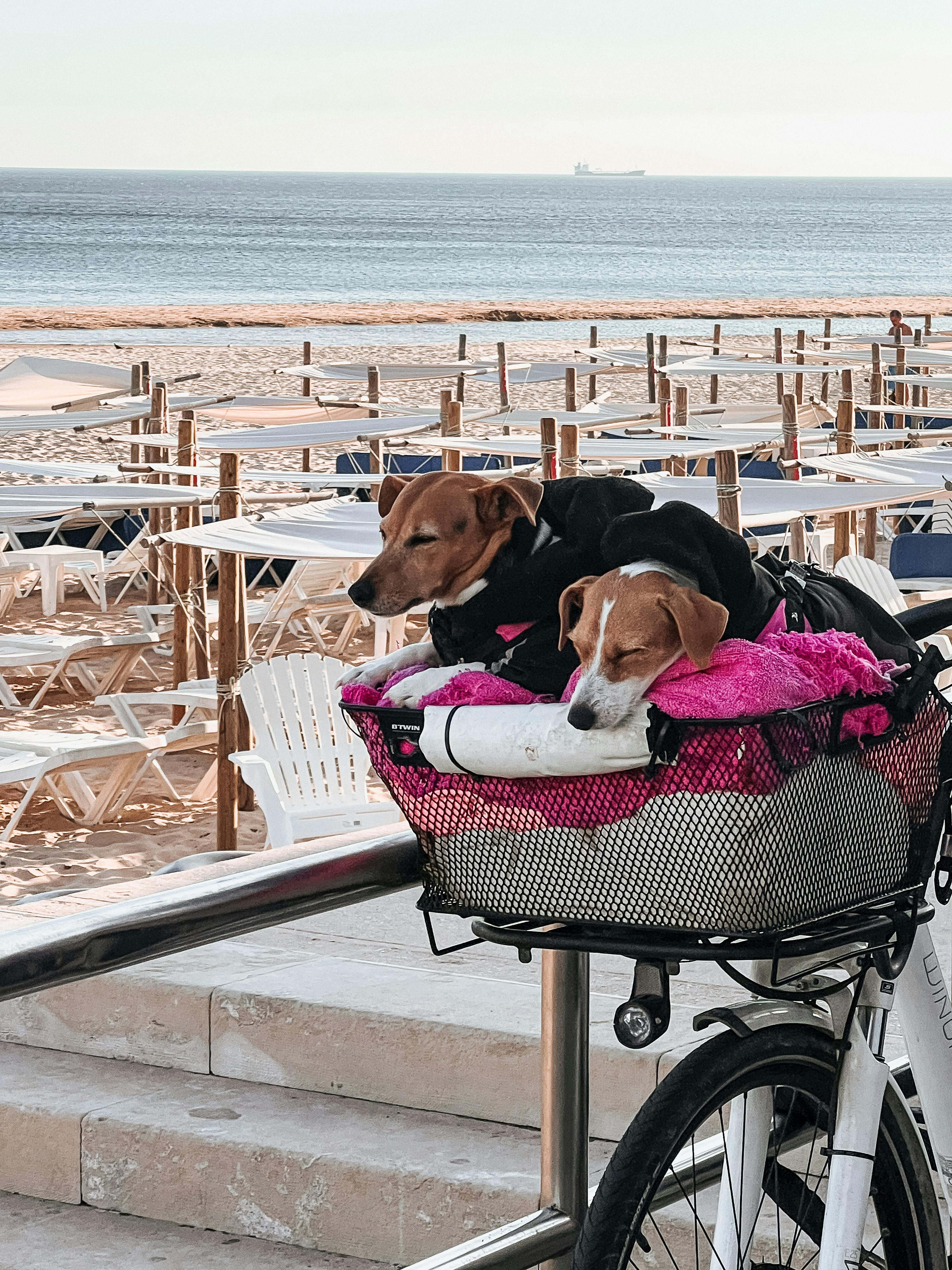 Two small dogs sleeping in a bicycle basket by the seaside, creating a peaceful beach scene.