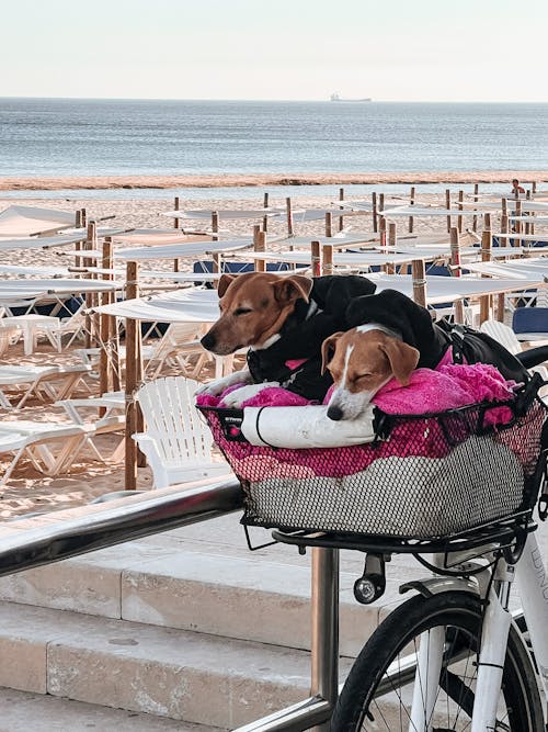 Two Dogs Sleeping in a Basket of a Bicycle 