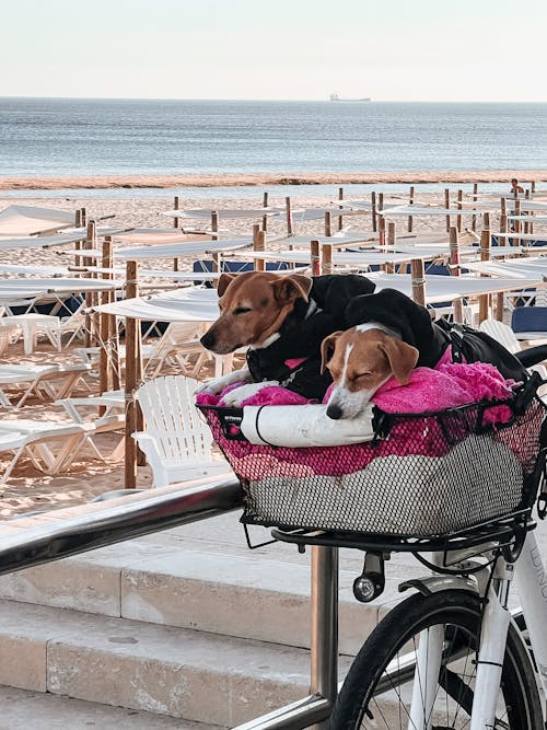 Free Two Dogs Sleeping in a Basket of a Bicycle  Stock Photo