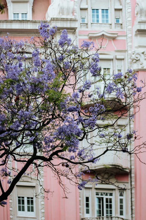 A purple tree is growing in front of a pink building
