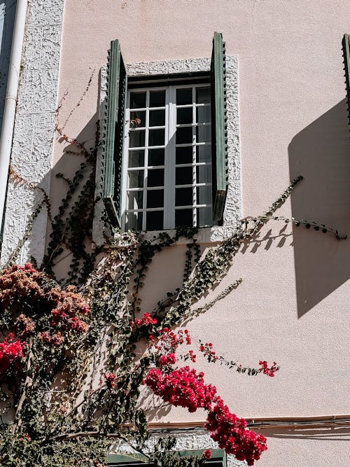 A Flowering Climbing Plant on a Building with Window Shutters