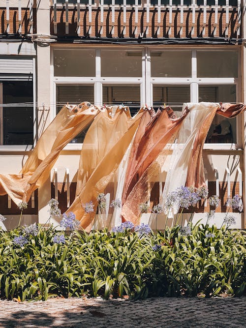 Kostnadsfri bild av blommor, blomning, klädstreck