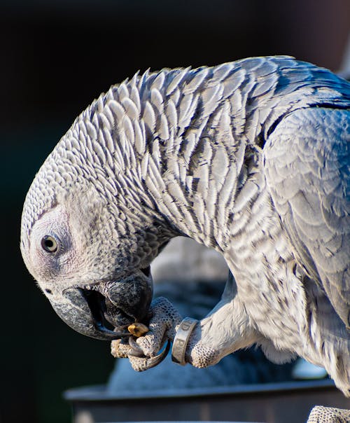African Grey Side Pose
