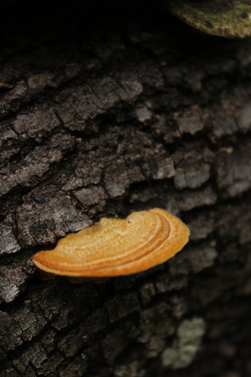 Orange Mushroom.