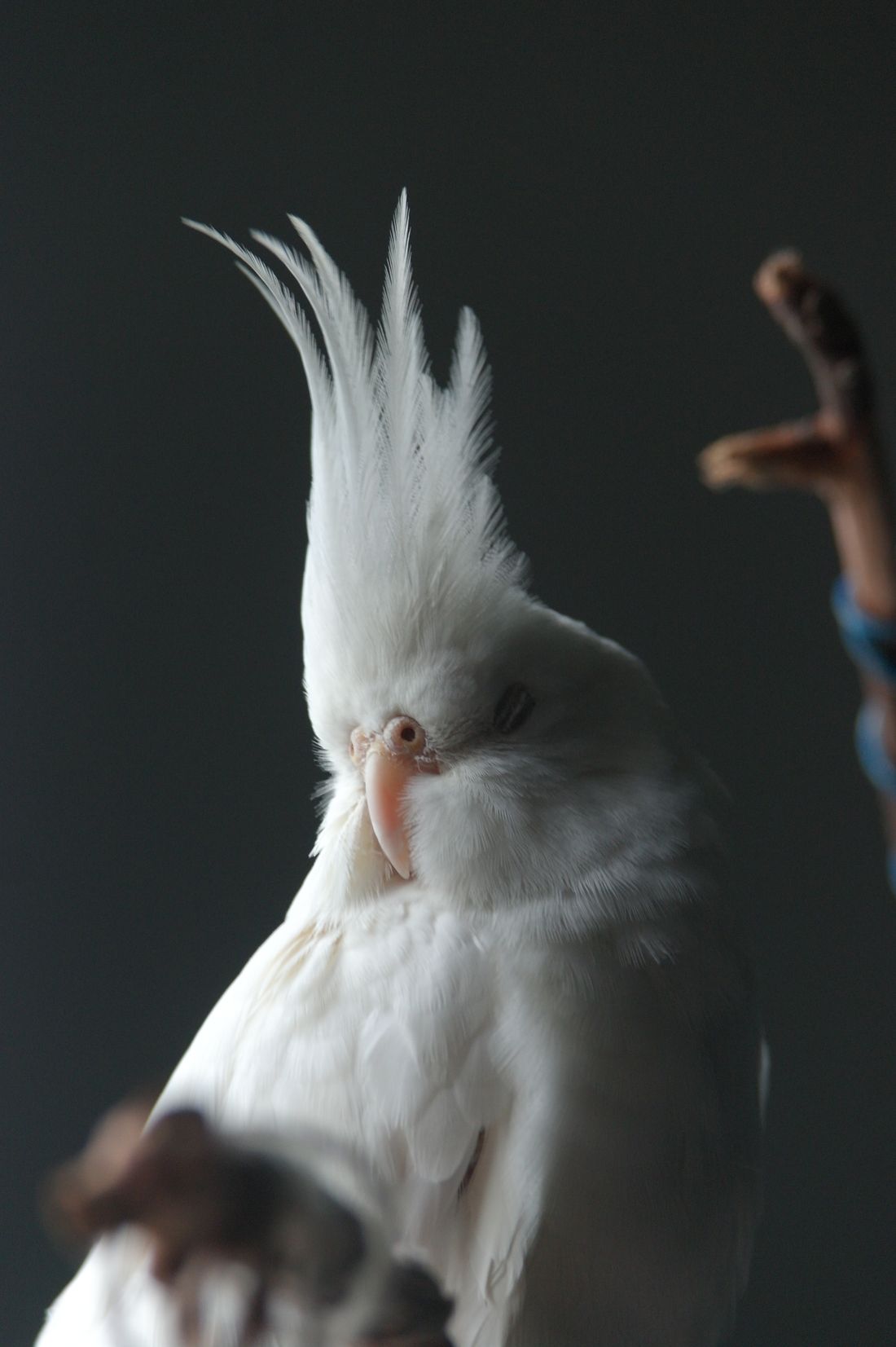 Very pale white cockatiel perched against a dark background