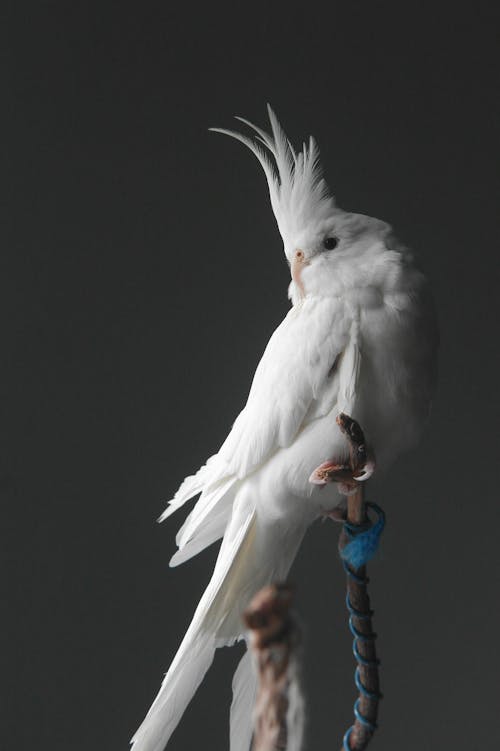 Foto profissional grátis de animal, ave, calopsita