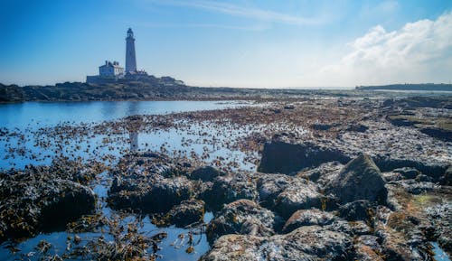 Rocky Coastline with St Marys Lighthouse in the Background
