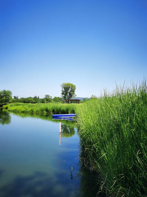 Fotos de stock gratuitas de a orillas del lago, césped verde, cielo limpio
