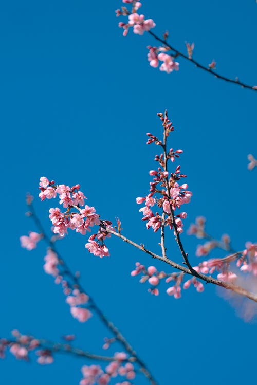 Fotos de stock gratuitas de cerezos en flor, cielo limpio, enfoque selectivo