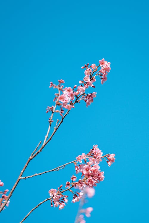 Fotobanka s bezplatnými fotkami na tému jar, jasná obloha, kvety