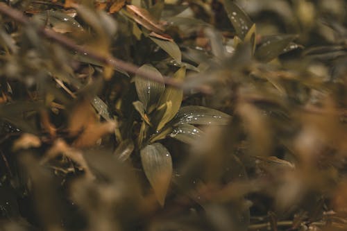 Foto d'estoc gratuïta de fulles, gota d'aigua, medi ambient