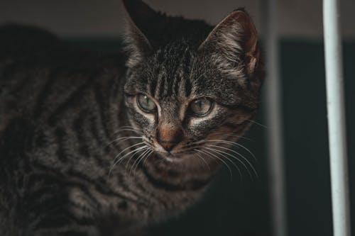 Foto d'estoc gratuïta de amant de les mascotes, animal, cerra