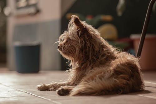 Foto d'estoc gratuïta de amant de les mascotes, animal, cerra