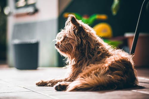 Foto d'estoc gratuïta de amant de les mascotes, animal, cerra