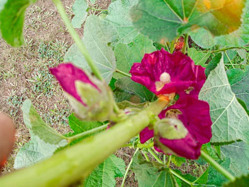 Gratis lagerfoto af asiatiske blomster, blomst baggrund, blomster