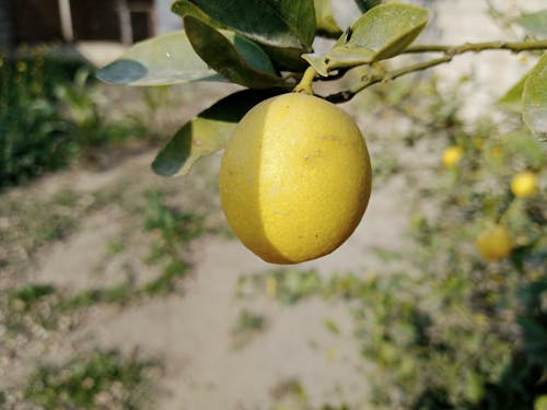Gratis lagerfoto af citron, citron gård, citron skive