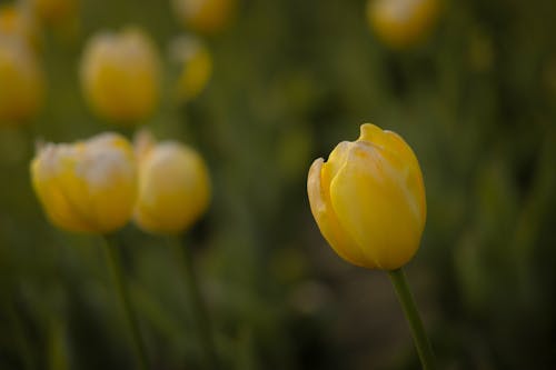 꽃잎, 노란색, 색깔의 무료 스톡 사진