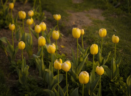 Yellow Tulips in Nature
