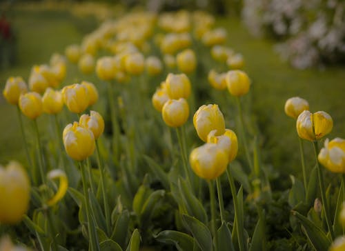 Immagine gratuita di fiori, focus selettivo, giallo