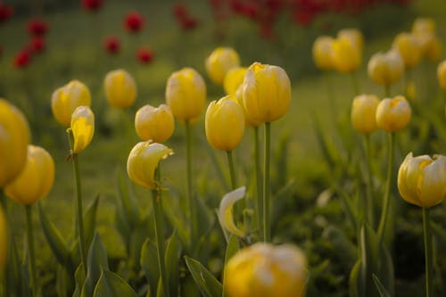 Безкоштовне стокове фото на тему «Вибірковий фокус, впритул, жовті тюльпани»