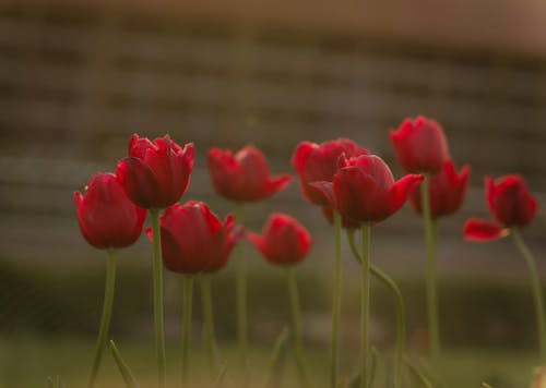 Imagine de stoc gratuită din culoare, floră, grădină