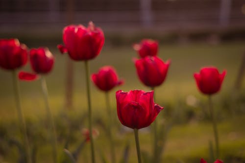 Red Tulips in Nature
