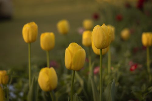 Gratis lagerfoto af blomster, eng, gul