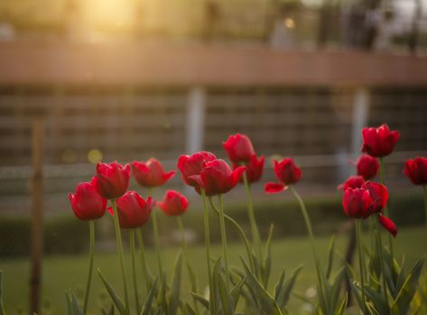 Stunning red tulips glowing in sunlight during sunset in an outdoor garden setting.