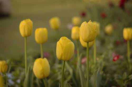 꽃잎, 노란색, 들판의 무료 스톡 사진