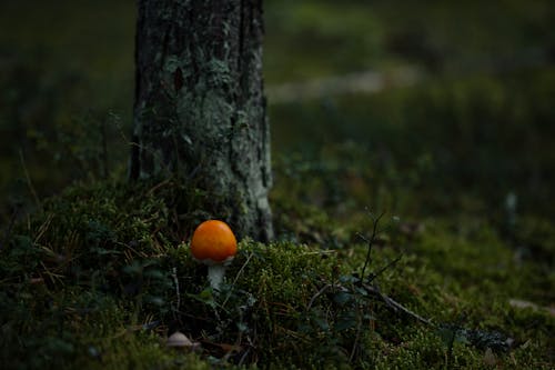 Orange amanita mushroom in a dark green forest