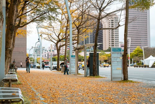 คลังภาพถ่ายฟรี ของ ตก, ถนน, ถนนในเมือง