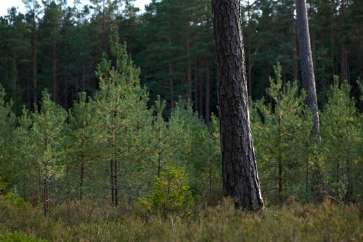 Tranquil scene of a dense evergreen forest during summer, highlighting lush growth and towering trees.