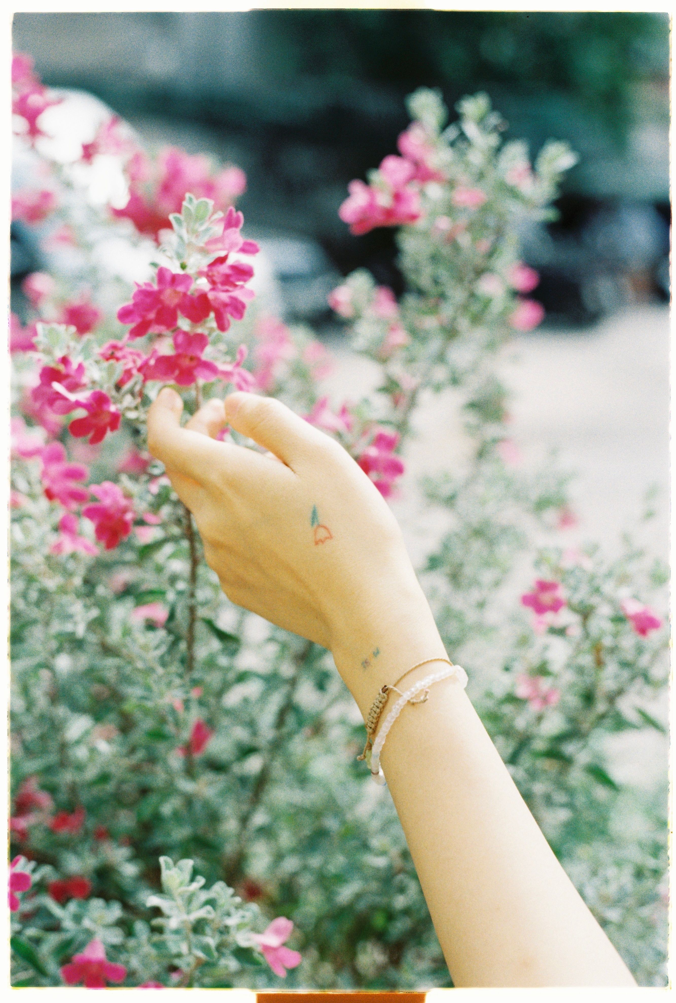 Womans Hand Among Pink Shrubs · Free Stock Photo