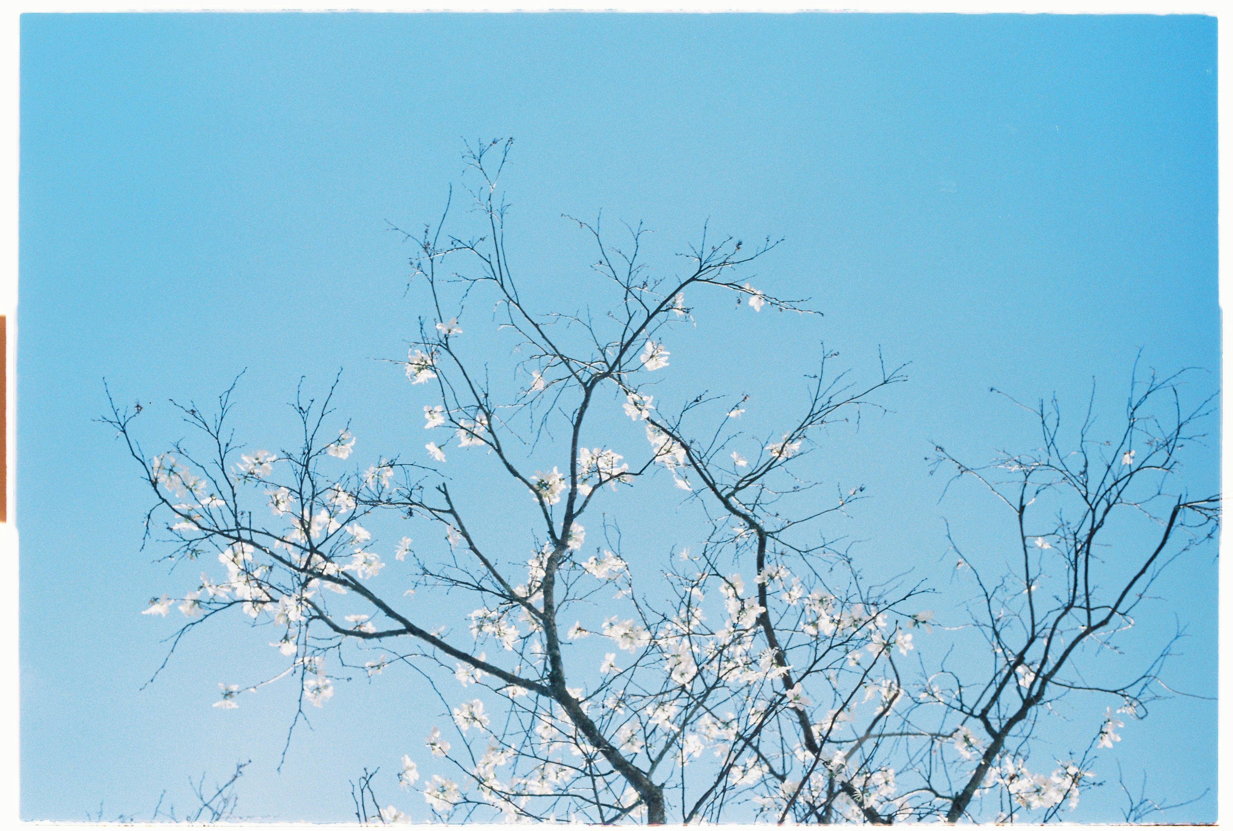 A tranquil scene of white blossoms on tree branches under a clear blue sky, symbolizing spring.