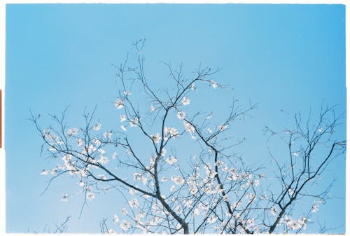 A photo of a tree with white flowers