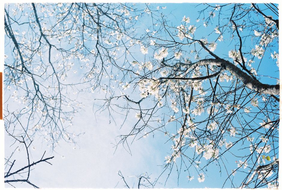A serene view of blossoming tree branches under a clear blue spring sky.