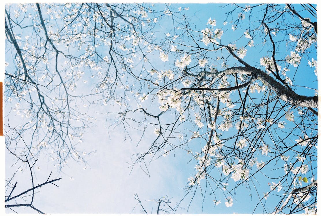 Branches with Blossoms