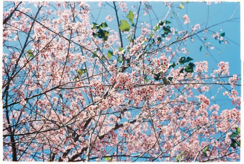 Free Stunning cherry blossoms in full bloom under a clear blue sky. Stock Photo