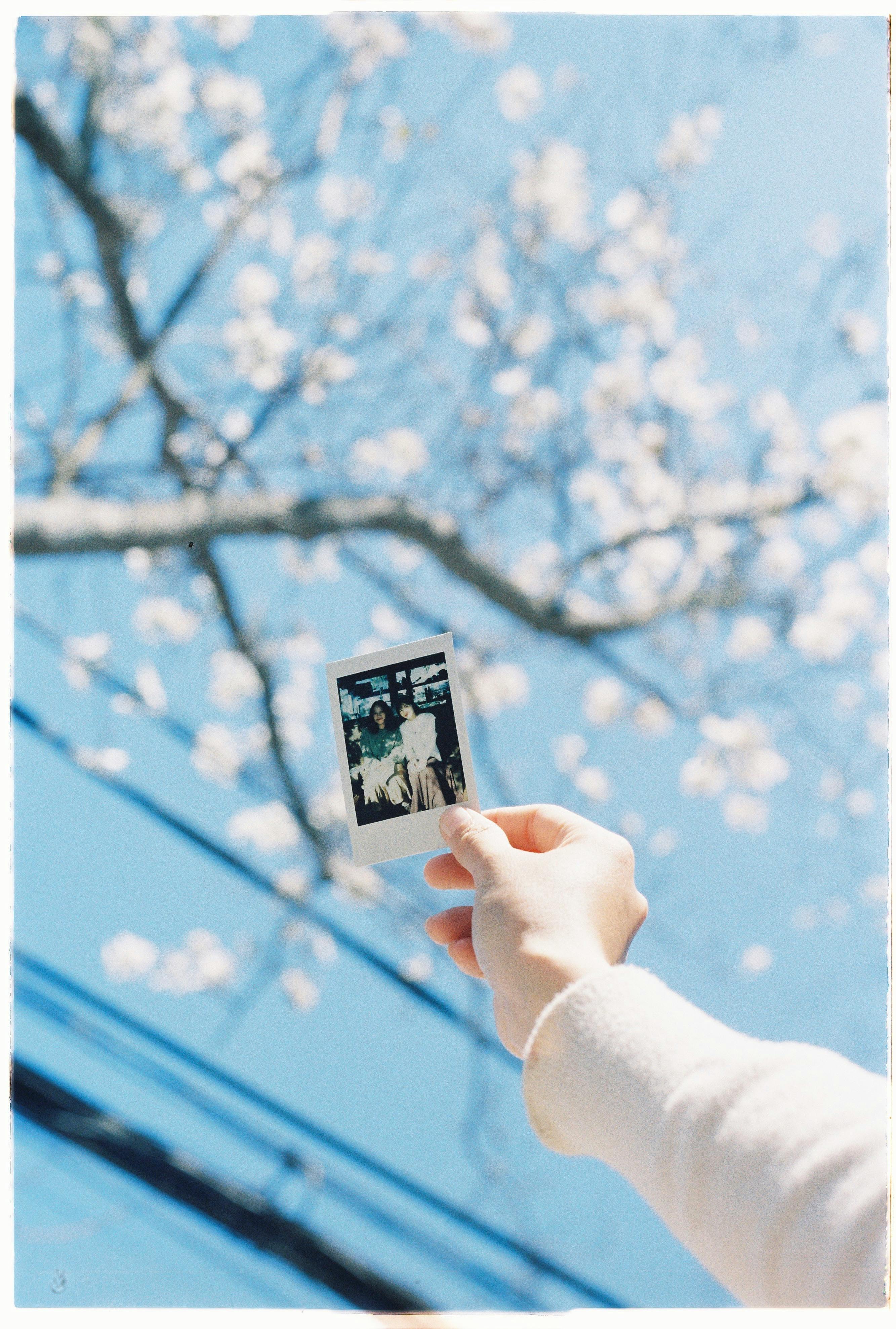 A hand holds a polaroid with cherry blossoms in the background, capturing spring memories.