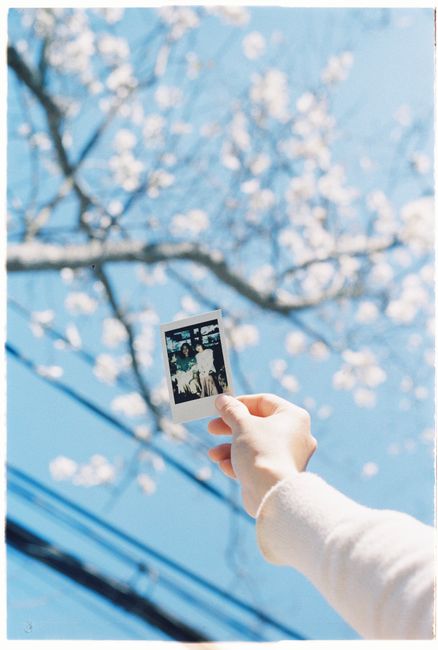 A hand holds a polaroid with cherry blossoms in the background, capturing spring memories.