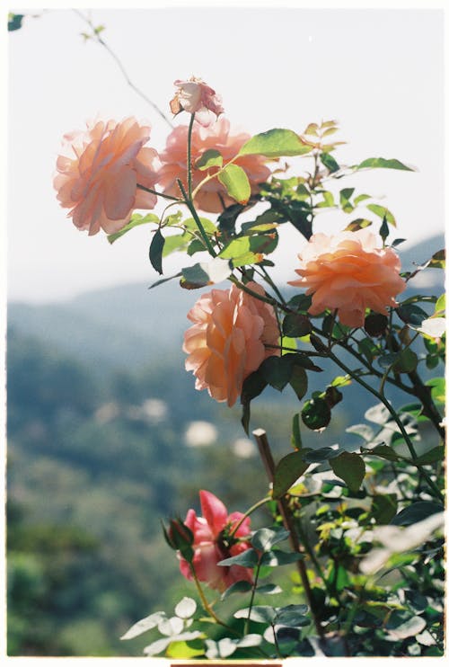 Základová fotografie zdarma na téma broskvové růže, dekorativní, keřík