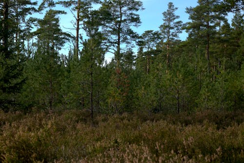 A forest with tall trees and shrubs