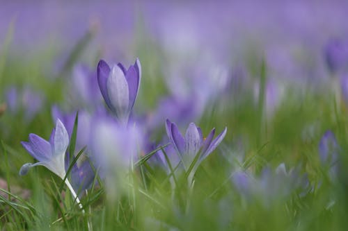 alan, bahar, Bahar çiçeği içeren Ücretsiz stok fotoğraf